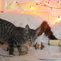 Fail: Christmas Kitty