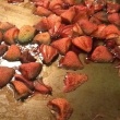 pinterest fail oven dried strawberries