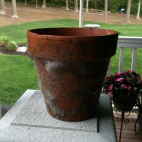 pinterest fail grow moss with yougrt outside garden